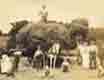 Haymaking in the Ribble Valley at the turn of last century